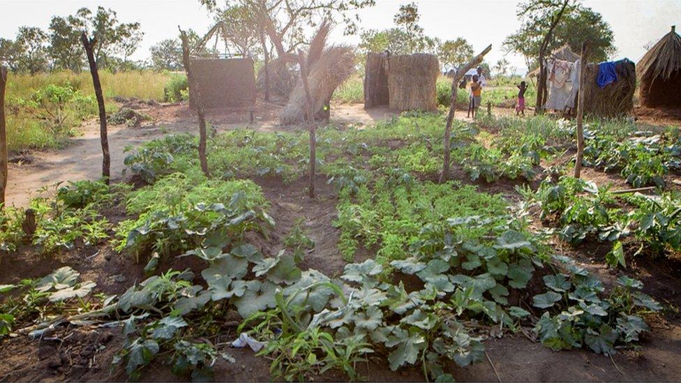 Faida Sarah's vegetable garden in the Bidi Bidi settlement