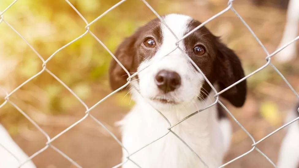 A dog behind a chain fence