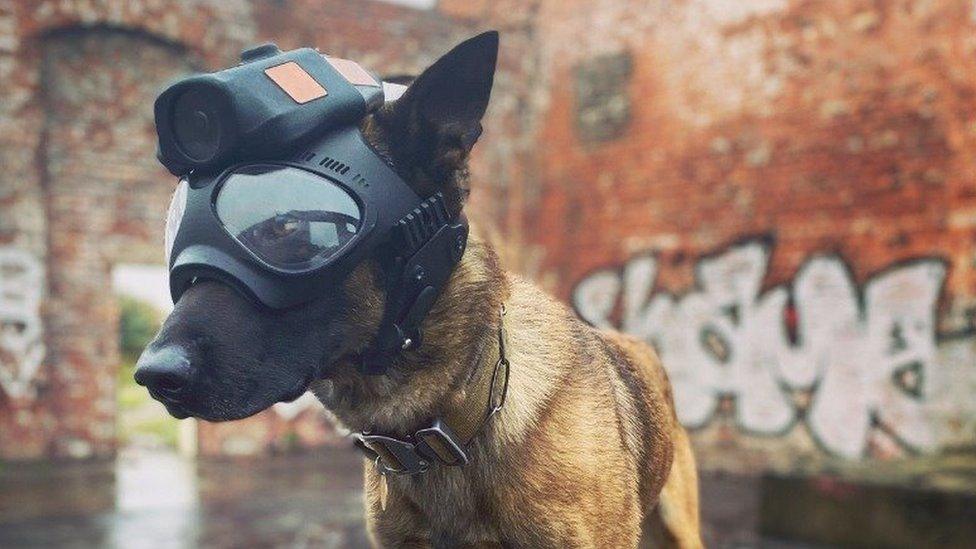 A police dog wears a helmet and mask with a camera built in