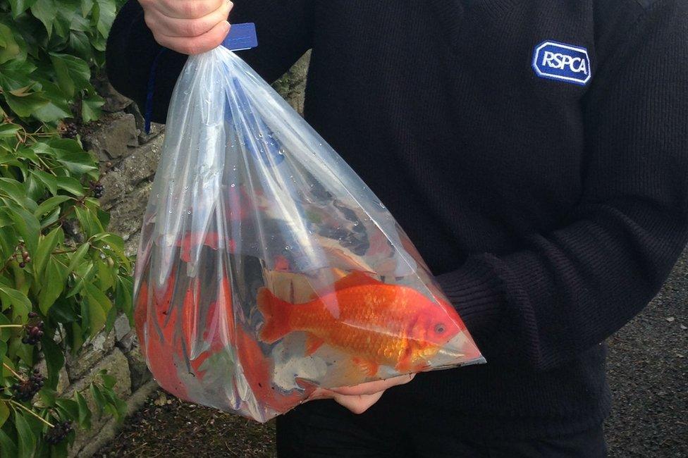 Goldfish in a bag