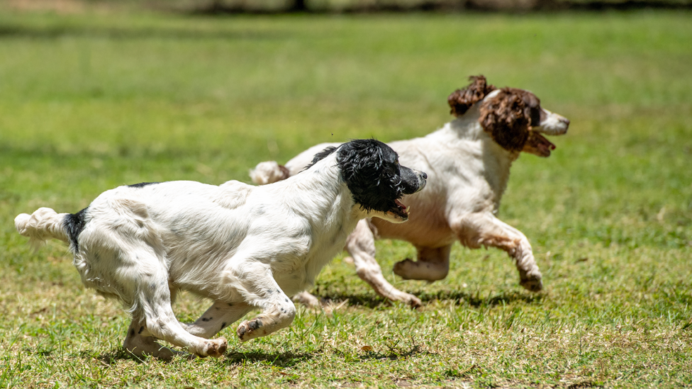 Two springer spaniels running during training in Arusha, Tanzania