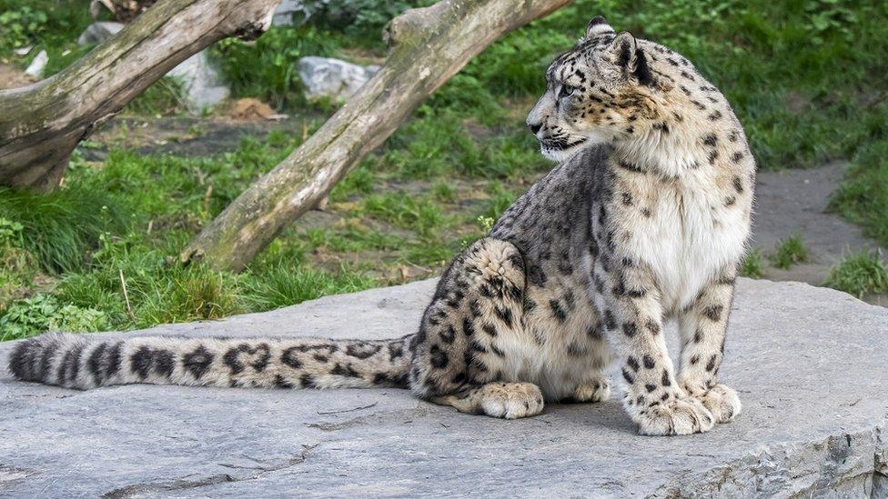 Wild snow leopard