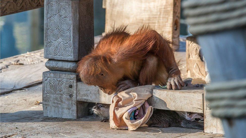 Orangutan and otter families make friends