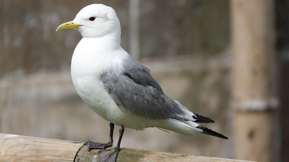 Kittiwake