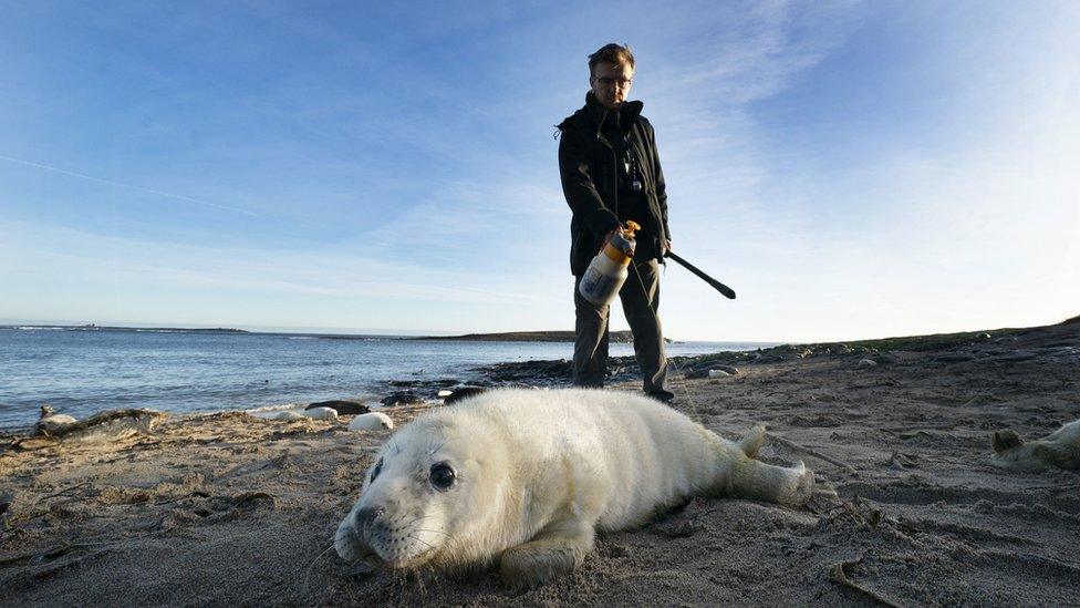 A Farne Island seal being sprayed