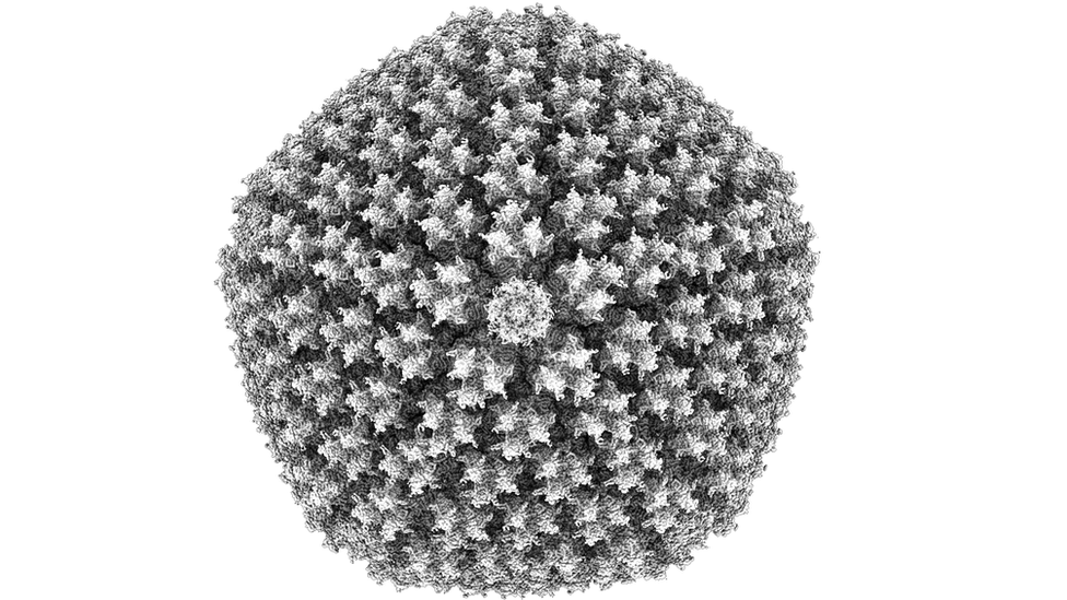 Detailed image of Coronavirus