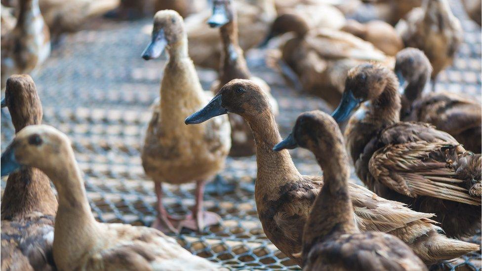 Ducks on a farm