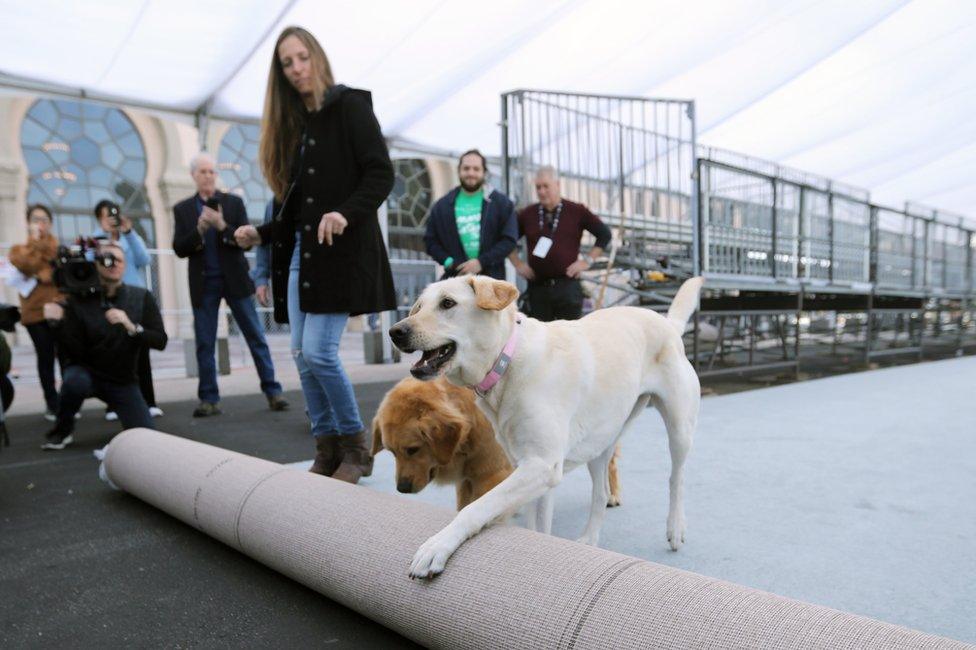 Dogs Luther and Ember roll out a carpet