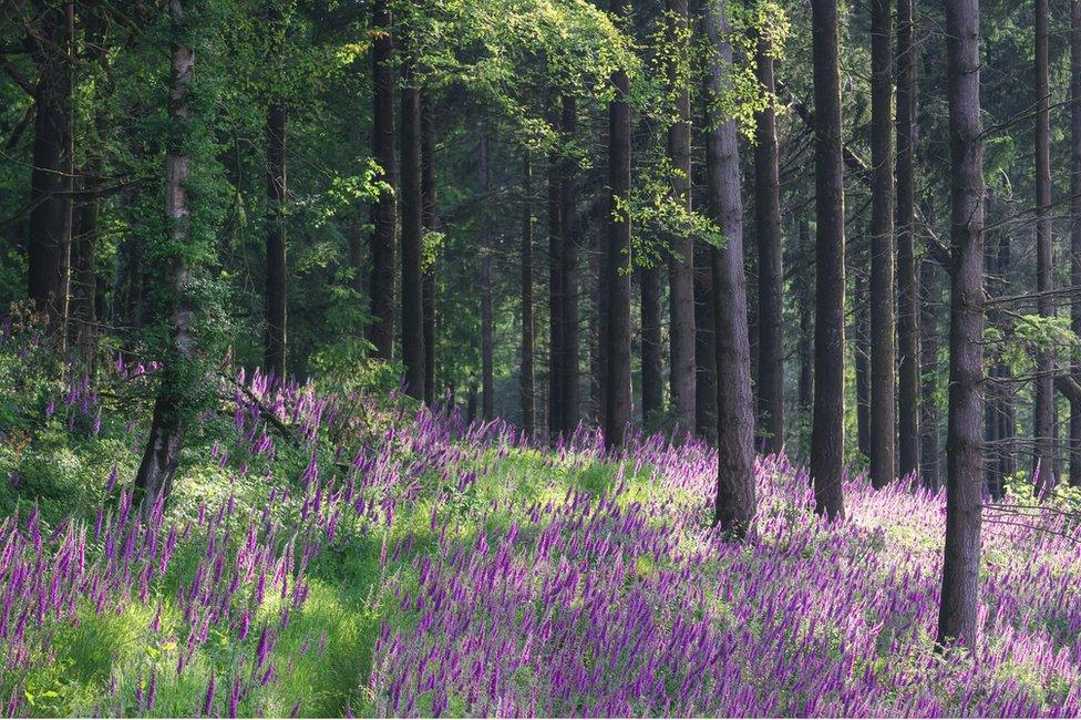 Fox glove glade