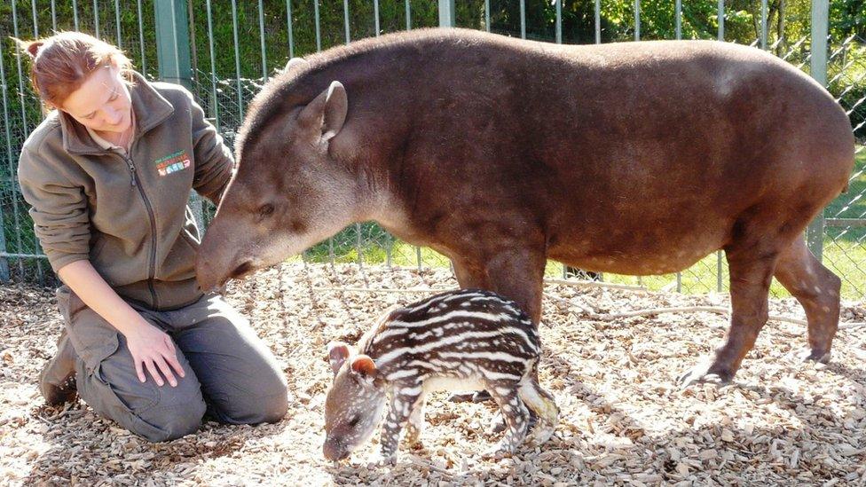 Tapir