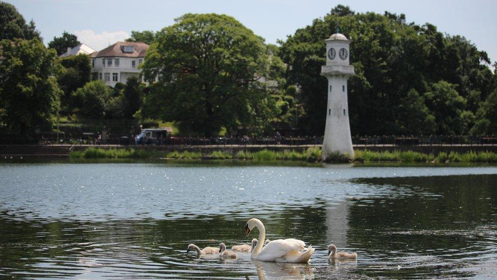 Swan and cygnets at Roath Park, Cardiff