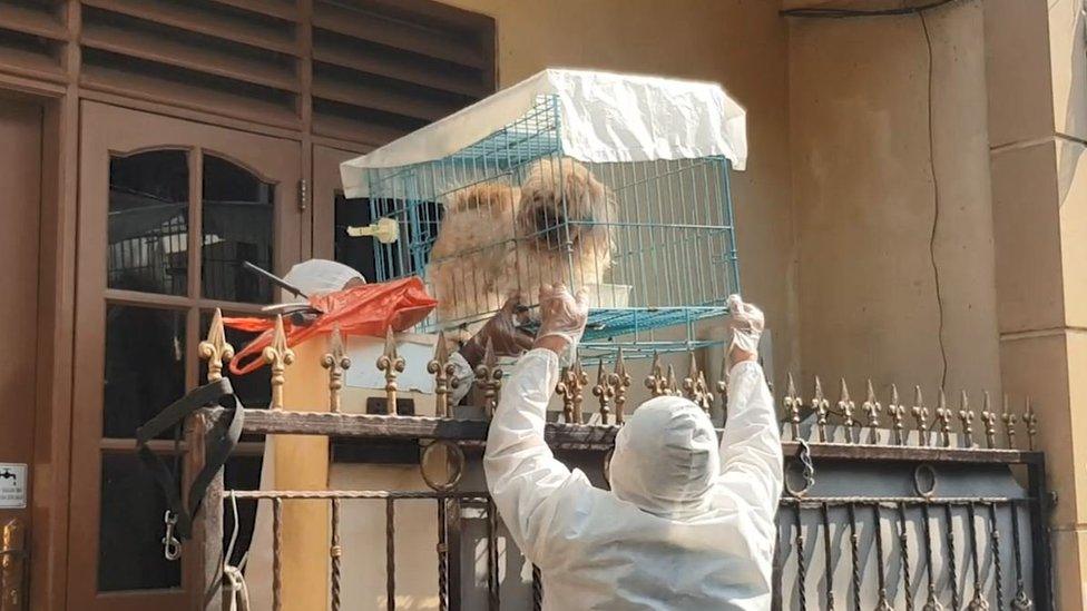 Wearing full PPE, the AD19 volunteer team from Animal Defenders Indonesia visited Desy Siswanto's house to