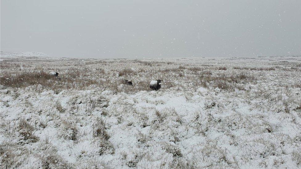 Sheep in snow