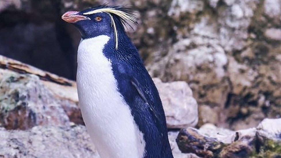 Northern rockhopper pengiuns