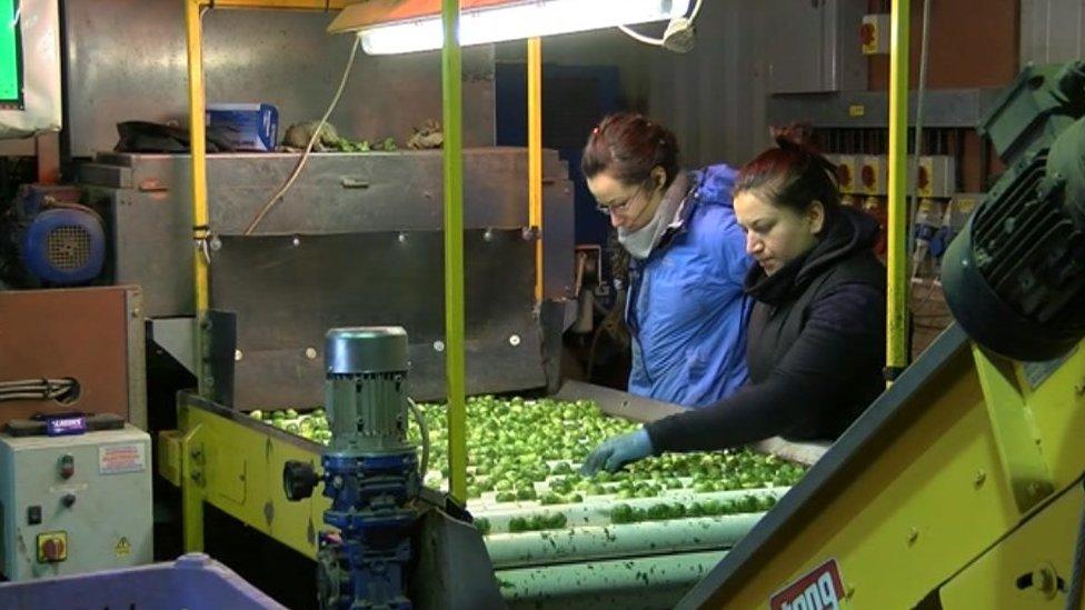 Workers sorting Brussels sprouts at RM Capps Ltd