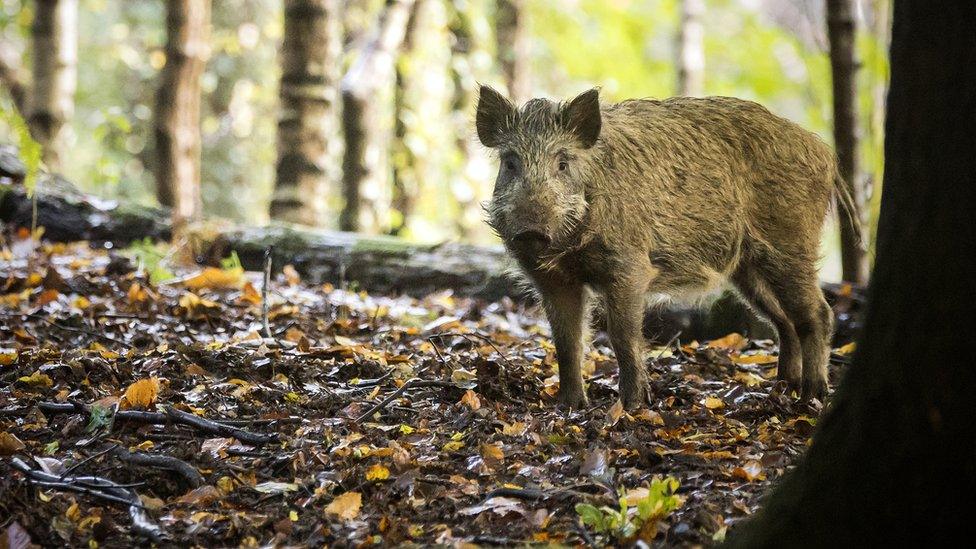 Wild boar hunting in a forest