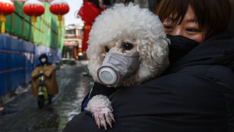 woman-holding-dog.