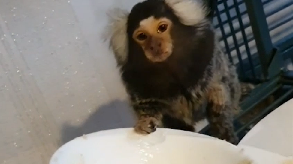 Marmoset