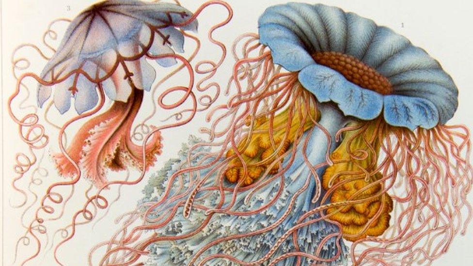 Image by Ernst Haeckel