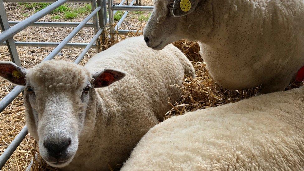 Sheep at the Black Isle Show