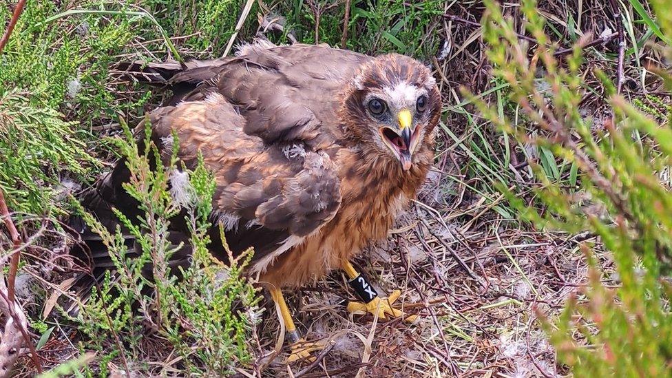 Hen harrier