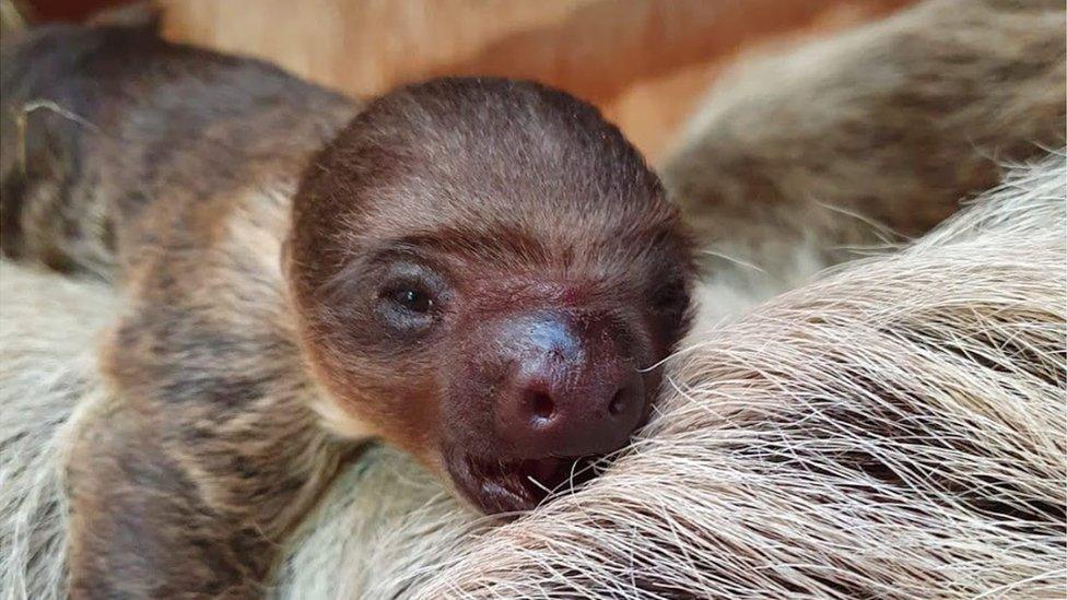 baby sloth.