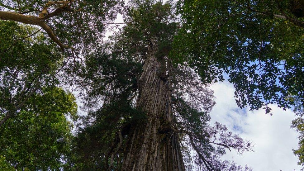 One of the oldest tree in the world El Alerce Abuelo (Fitzroya Cupressoides), which stands 57 meters tall, and has a diameter of 2.8m, at the Los Alerces National Park