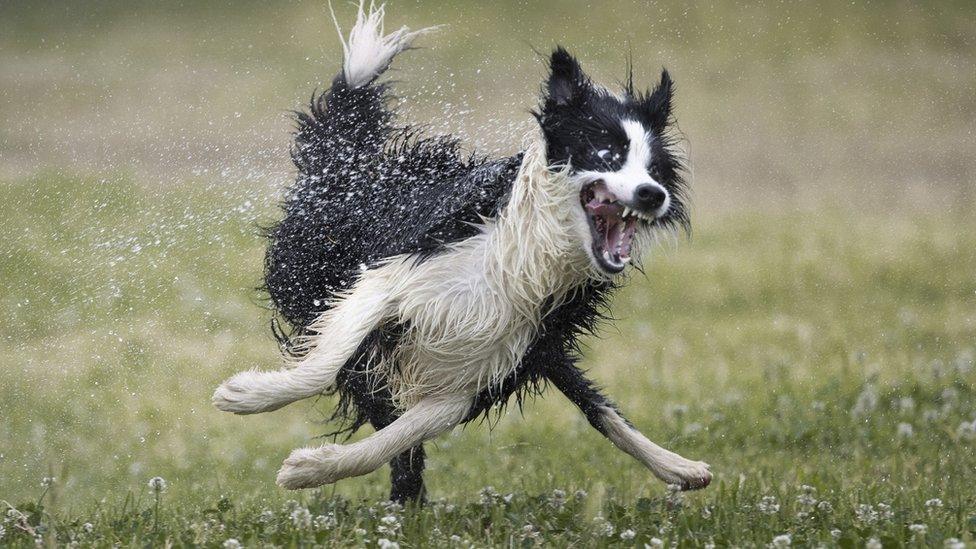 a dog runs through a water sprinkler looking excited