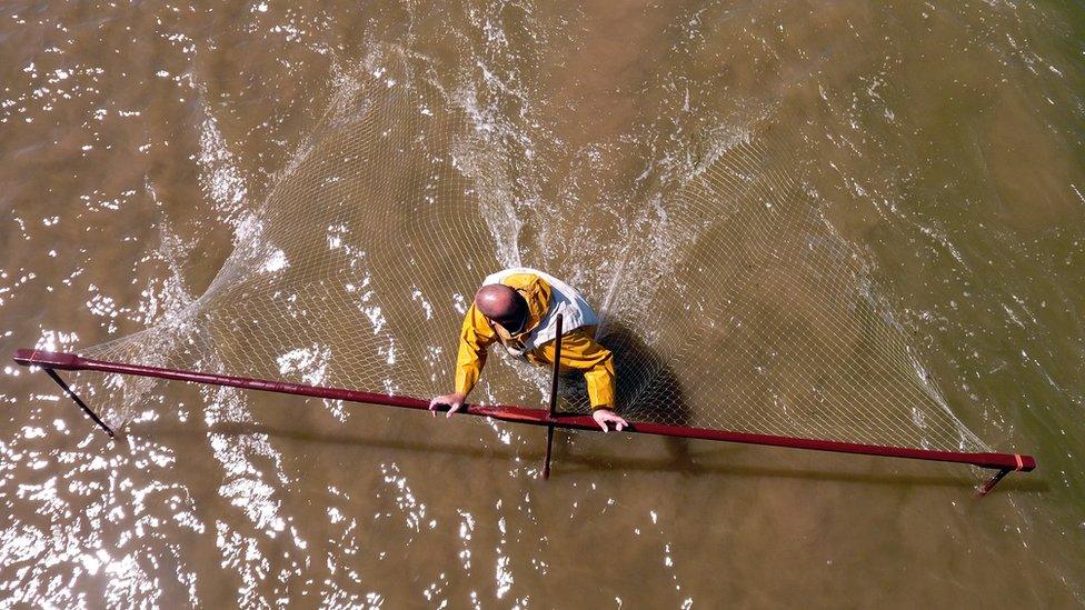 Bird's eye view of haaf netter in water