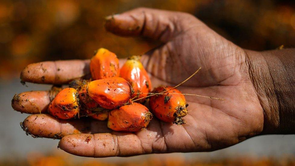 A man's hand holding palm seeds