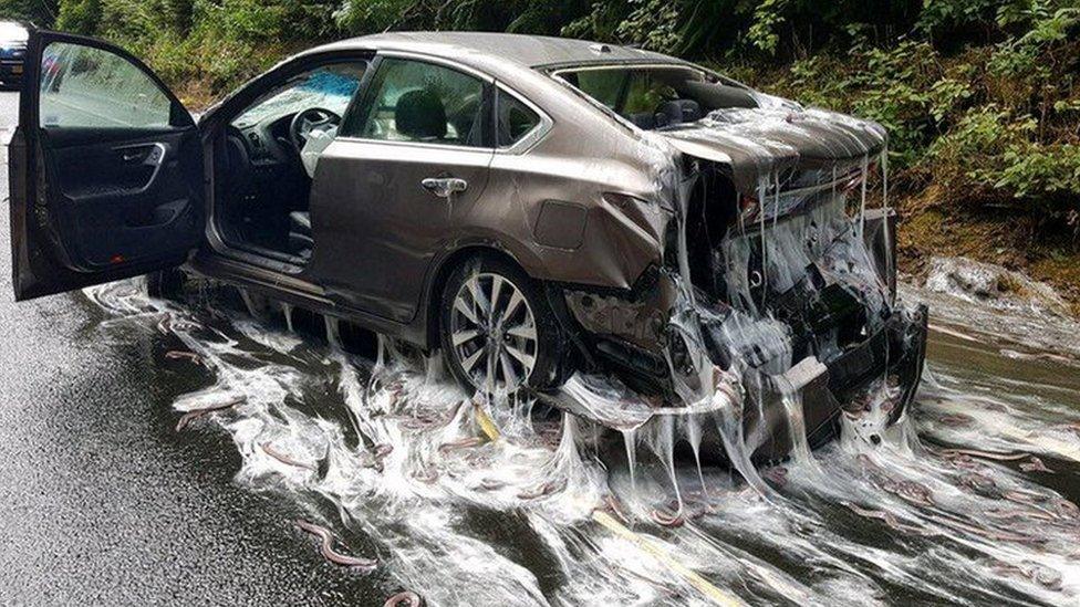 Slimed car in Oregon