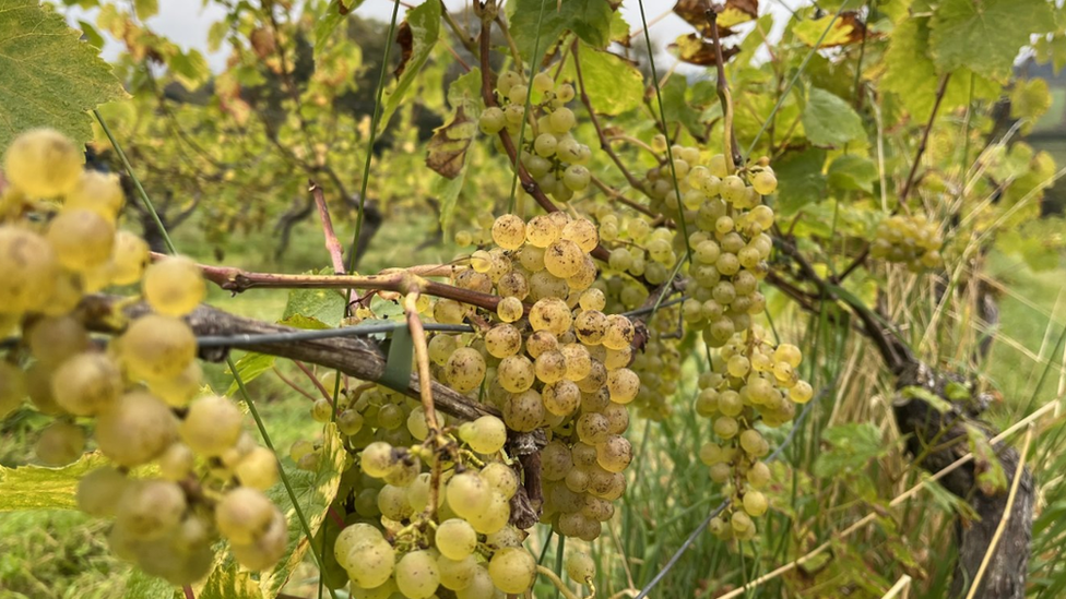 Photo of white grapes on the vine