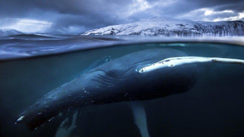 Humpback whale in the fjords of Northern Norway, Atlantic Ocean.