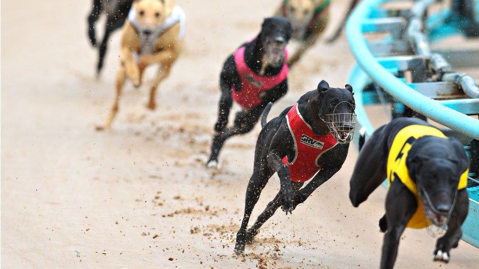 General view of the greyhound race