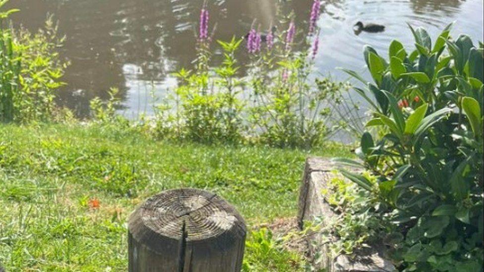 Empty wooden post on edge of pond with green grass and water behind