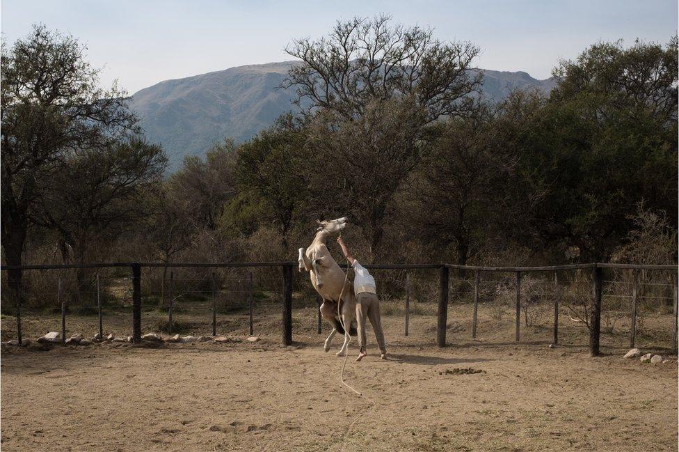 Oscar in the farmyard with a wild horse.