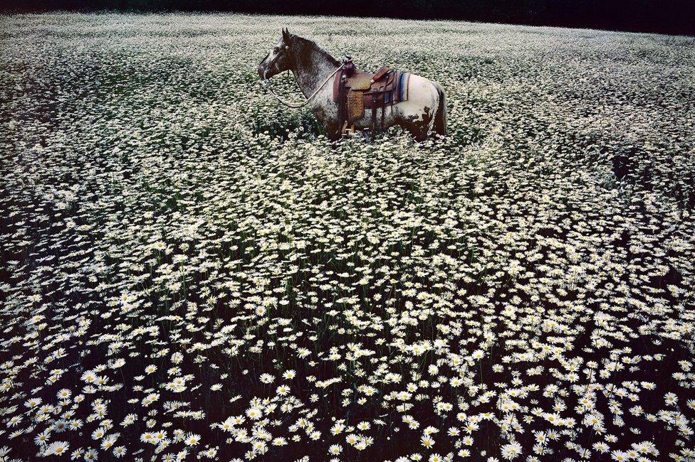 Lucky Spot in Daisy Field - Sussex, 1985