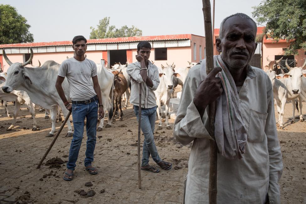 A cow shelter in Ramgarh