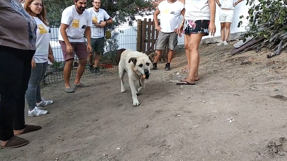 Dog enjoys back yard, Portugal