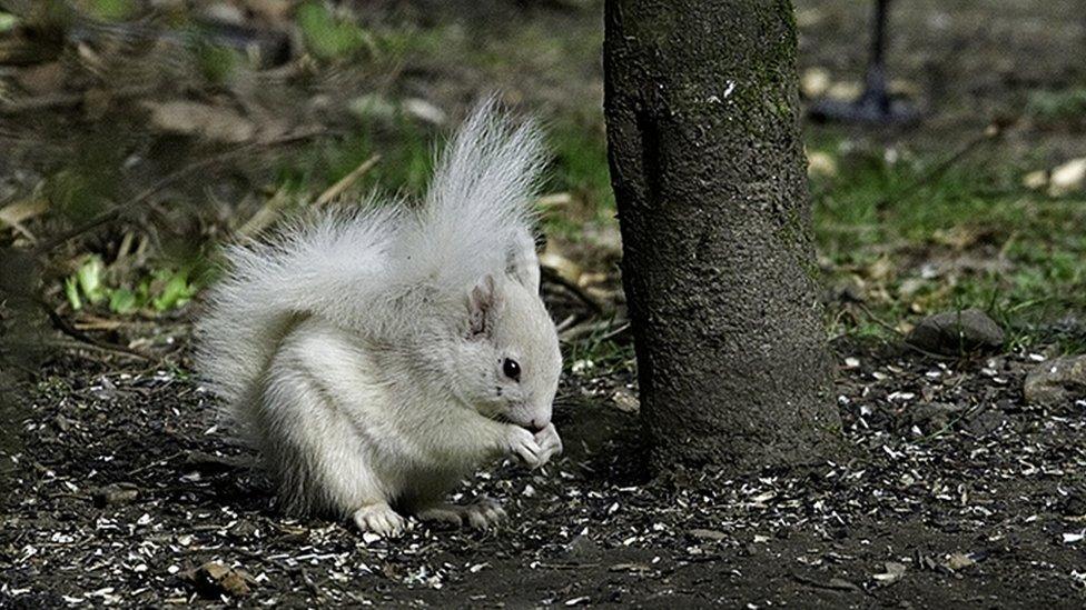 White squirrel