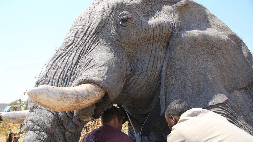 Fitting a tracker on a large elephan