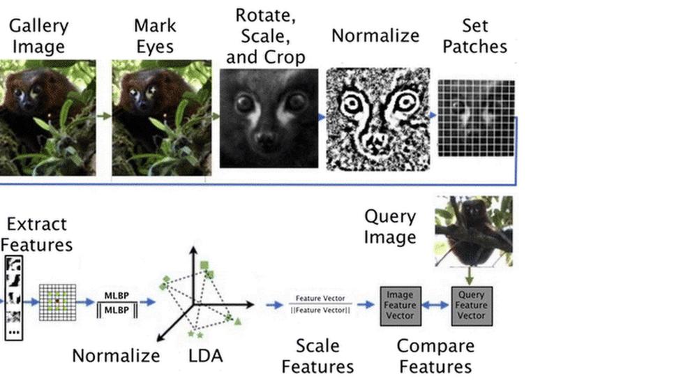 Flow chart of LemurFaceID