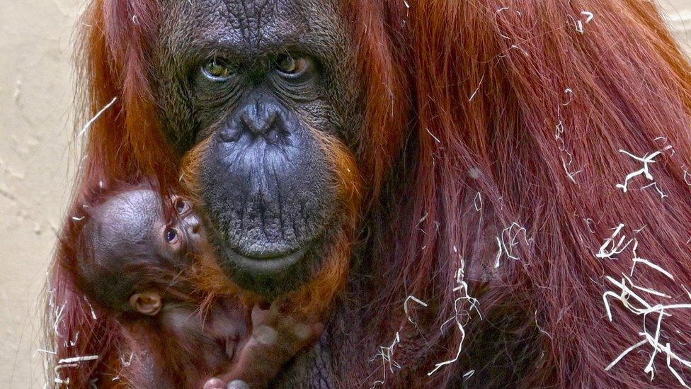 Baby orangutan and mum