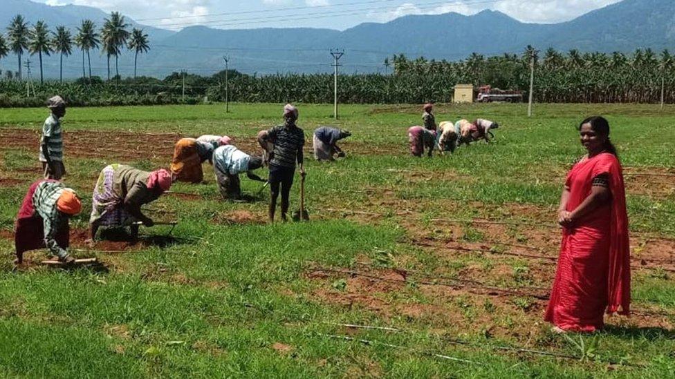 Desika Thiruvalan overseeing her farm, with a number of workers farming the rice paddy