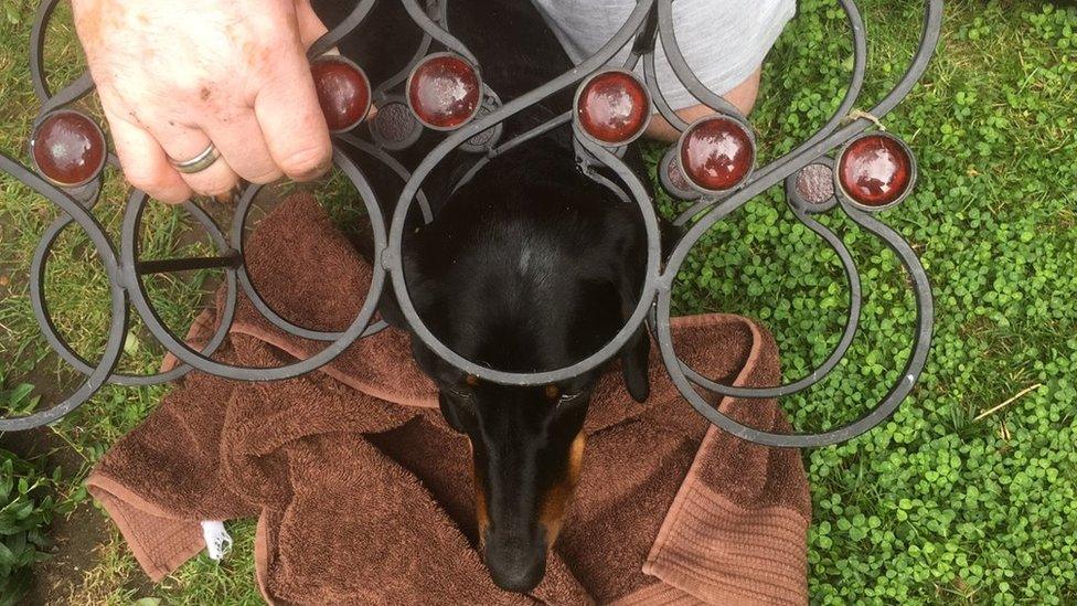 Dog in a wine rack