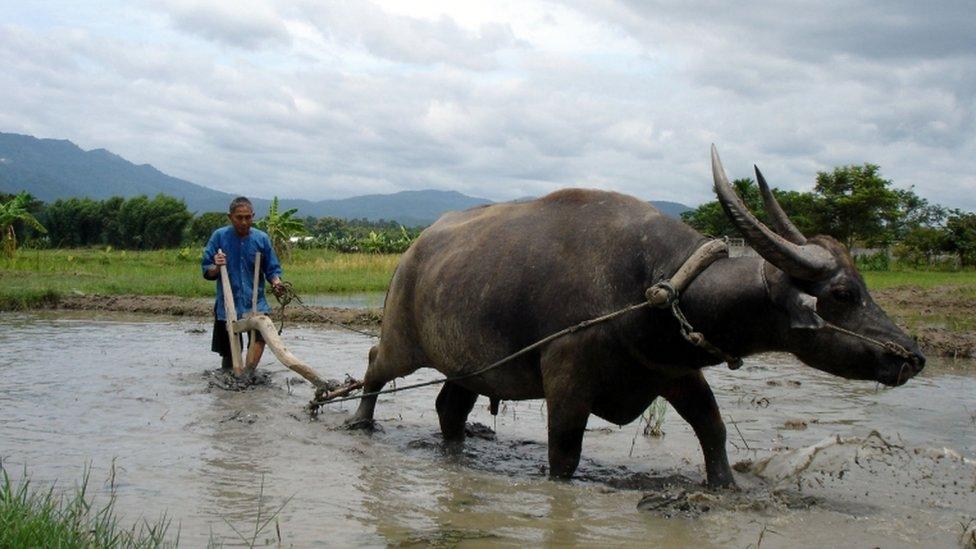 Water buffalo, file picture