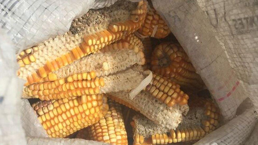 Corn cobs in a bag