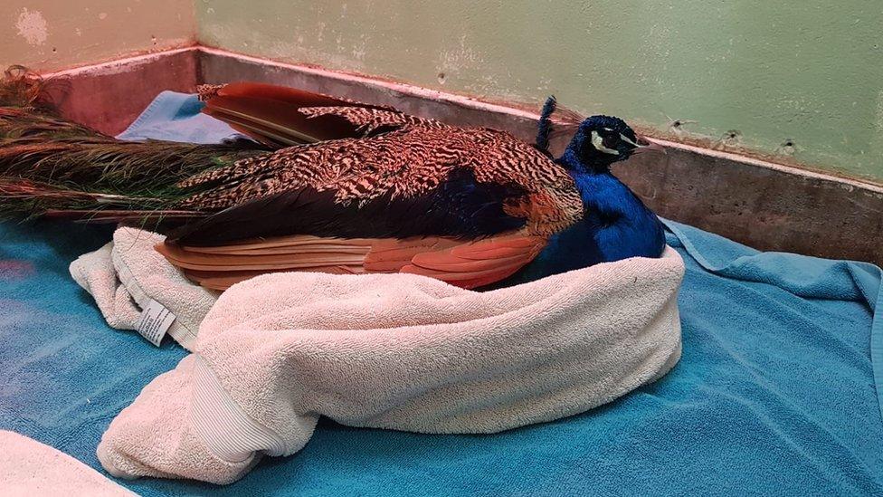 Injured peacock