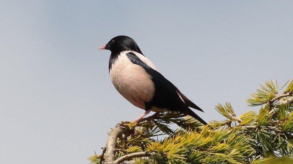 The starling photographed in Ipswich