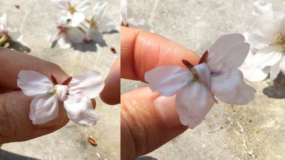 Butterfly flower